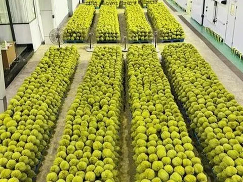 Để sầu riêng Việt Nam 'vững' chân tại thị trường Trung Quốc