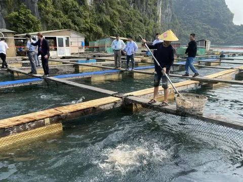 Ngành thủy sản hướng tới mục tiêu xuất khẩu đạt hơn 10 tỷ USD