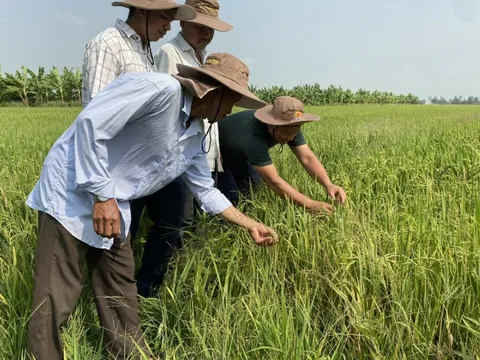 Nông sản Việt với sức bật của tư duy đa giá trị, đa ngành