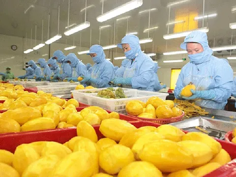 Nhập khẩu thực phẩm vào EU: tuân thủ quy định, bám sát yêu cầu thị trường