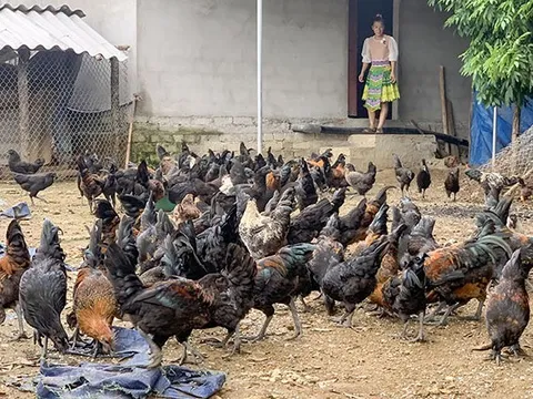 Thái Nguyên hướng tới phát triển nông nghiệp xanh