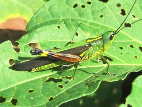Châu chấu tre gây hại cho cây trồng tại 11 địa phương