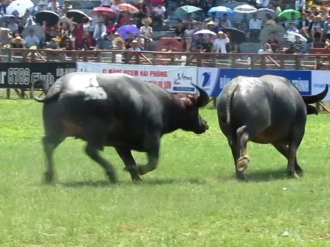 Bắt giữ các đối tượng đánh bạc bằng hình thức chọi trâu