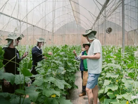 Khám phá nông trường công nghệ cao tại 'thủ phủ' rau củ Lâm Đồng