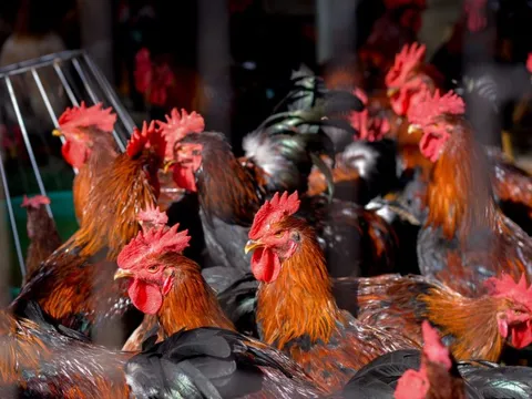 Dịch bệnh trên gia súc, gia cầm bắt nguồn từ nhập lậu giống