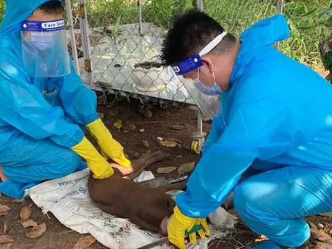 Bình Phước: Một người chết vì bị chó dại cắn