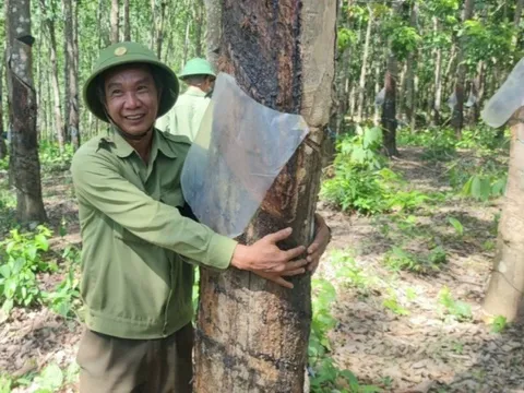 Kỳ lạ hàng trăm ha cao su xanh mướt, đang cho mủ nhưng “vô chủ”