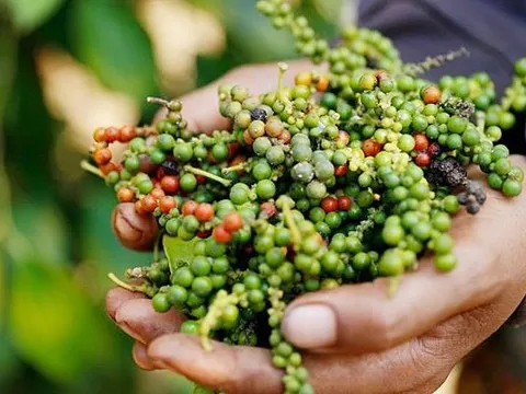 Tăng cường xúc tiến thương mại vào thị trường Nga