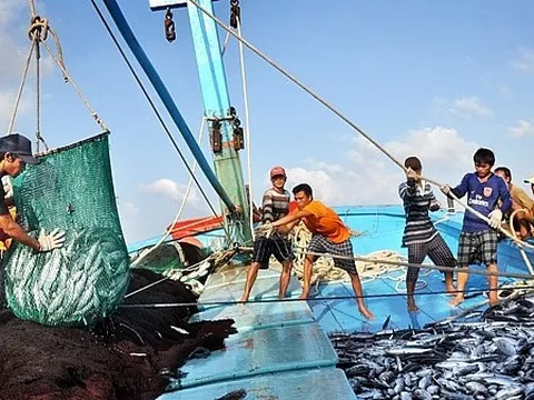 Hướng dẫn truy cứu trách nhiệm hình sự đối với hành vi liên quan đến khai thác trái phép thủy sản