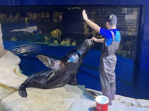 Những trải nghiệm mùa hè tuyệt vời tại Thủy cung Lotte World Hà Nội