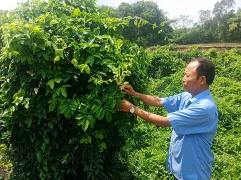 Bắc Giang phát triển OCOP gắn với xây dựng vùng nguyên liệu