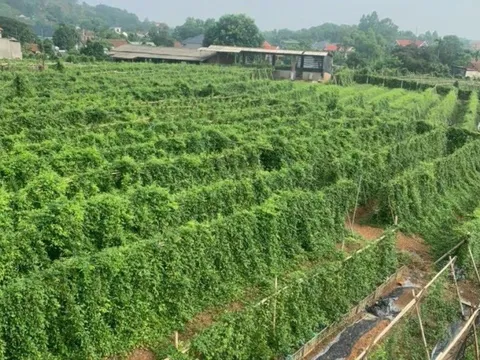Bắc Giang: Phát triển sản phẩm OCOP đi vào chiều sâu và hiệu quả