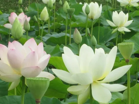 Lần đầu tiên diễn ra Lễ hội hoa Sen tại Thủ đô