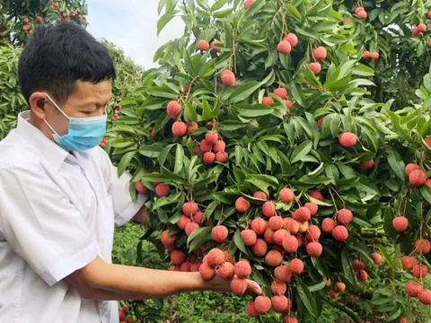 Giá vải thiều Bắc Giang cao nhất lịch sử