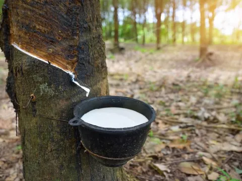 Nâng cao vị thế ngành cao su Việt Nam thông qua sàn giao dịch