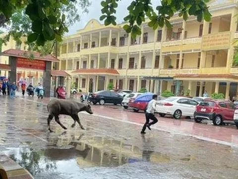 Hải Phòng: Hi hữu chuyện trâu “ghé thăm” điểm thi tốt nghiệp THPT