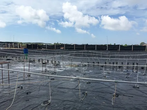 Sản xuất nông nghiệp tại xứ dừa tiếp tục phát triển dù hạn mặn kéo dài