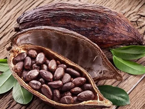 Giá cacao xuống mức thấp nhất 1 tháng qua