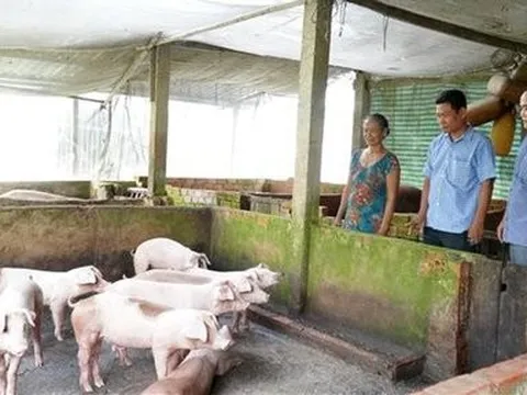 Kiên Giang phát triển công nghiệp chế biến thức ăn chăn nuôi