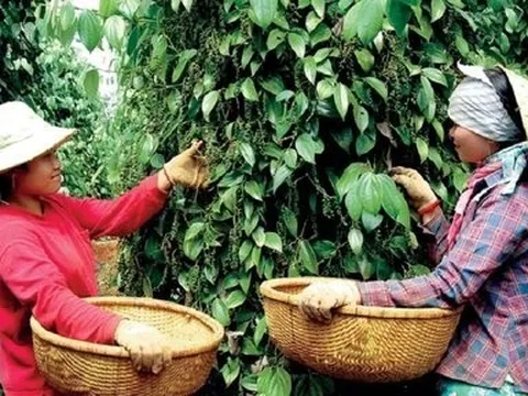 Giá nông sản 3/7: Hồ tiêu tiếp đà tăng, cao su biến động trái chiều