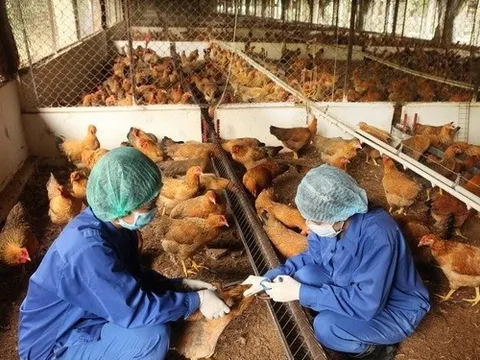 Các địa phương đang có dịch bệnh động vật cần công bố dịch sớm