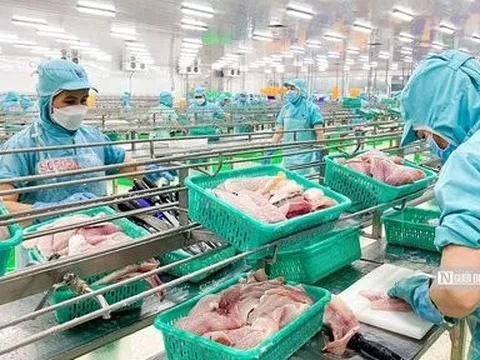 Khối lượng xuất khẩu đạt đỉnh, cá tra vẫn chưa được giá