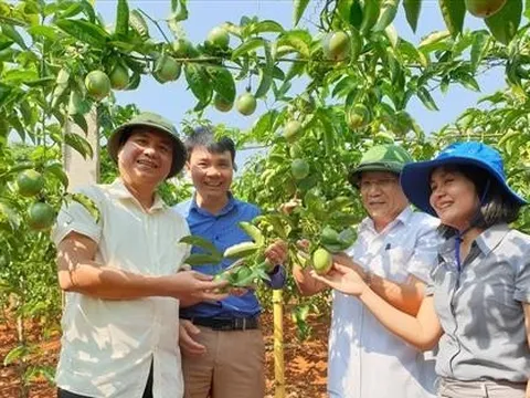 Tiềm năng kinh tế của cây chanh dây