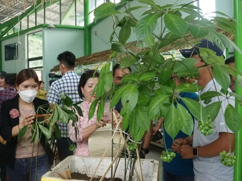 Quảng Nam đẩy mạnh phát triển cây dược liệu có giá trị kinh tế cao