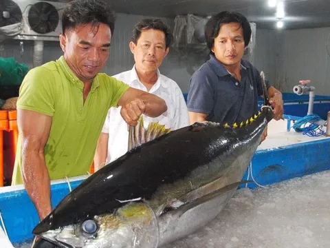 Đầu bếp nổi tiếng thế giới đến Bình Định làm đại tiệc cá ngừ miễn phí