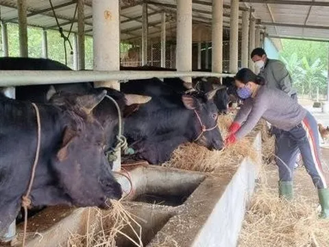 Phát triển công nghiệp chuồng trại và xử lý chất thải chăn nuôi