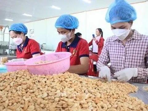 Tận dụng cơ hội, đẩy mạnh xuất khẩu hạt điều sang thị trường Anh