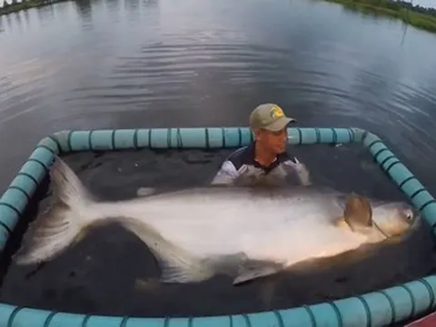 Người đàn ông câu được con cá tra dầu dài 2,1m, nặng 170kg