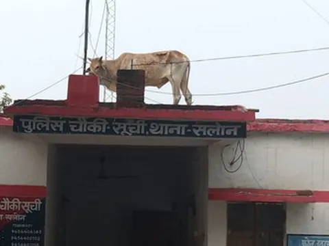 Kỳ lạ bò bất ngờ xuất hiện trên nóc đồn cảnh sát