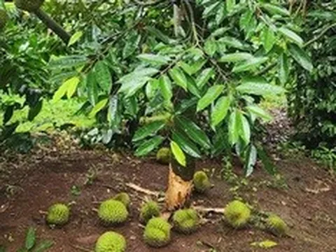 Xác minh 2 vụ phá hoại sầu riêng ở Đắk Lắk