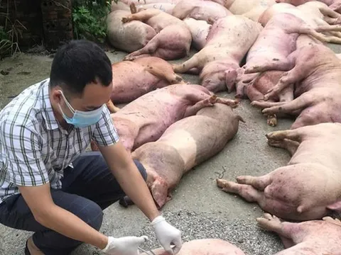 Dịch tả lợn châu Phi tiếp tục bùng phát nhiều nơi