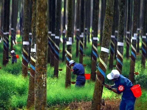 Tập đoàn Công nghiệp Cao su Việt Nam ghi dấu ấn tượng trong 6 tháng đầu năm