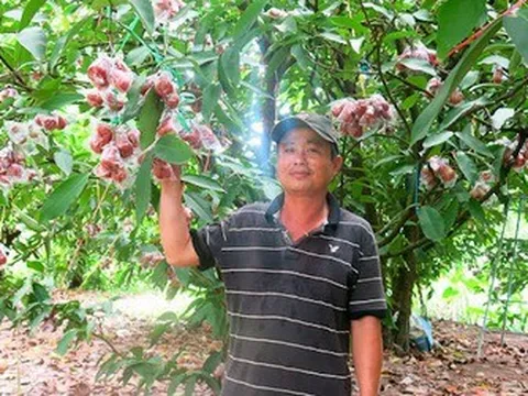 Giá nông sản 22/7: Lúa gạo duy trì ổn định; roi trái vụ được mùa, giá cao