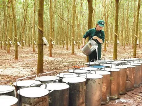 Giá nông sản 23/7: Lúa điều chỉnh giảm nhẹ, cao su biến động trái chiều
