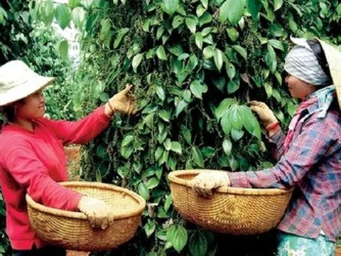 Hàng nông sản xuất khẩu đồng loạt tăng giá trong nửa đầu tháng 7