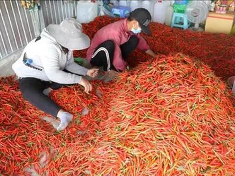 Xuất khẩu một loại cây gia vị quen thuộc, 6 tháng Việt Nam thu về gần 18 triệu USD