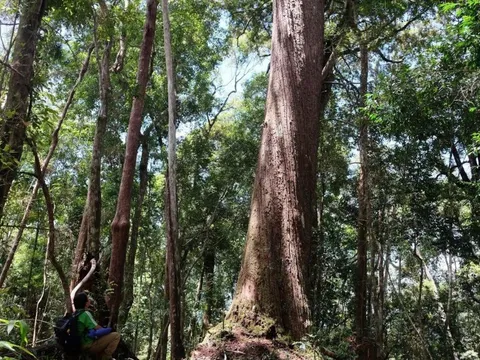 Thúc đẩy tham gia thị trường carbon để giữ rừng