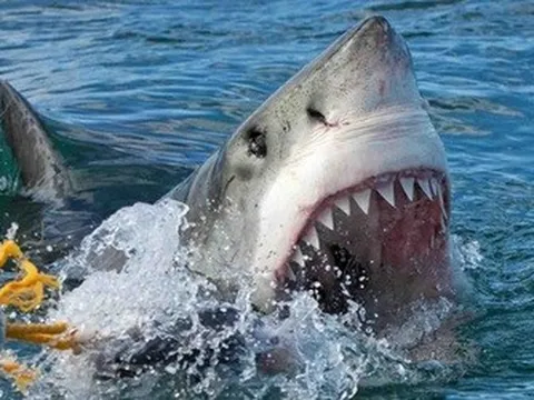 Thót tim cảnh người phụ nữ chạm trán loài cá mập khát máu