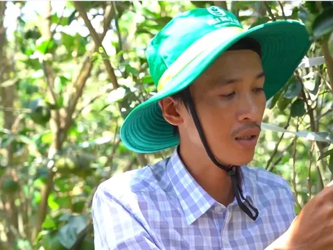 Phân bón Cà Mau đồng hành cùng bà con nông dân để gặt hái 'mùa vàng'