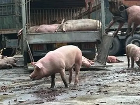 Tuyên Quang: Phát hiện lợn bị nhiễm dịch trên đường đi tiêu thụ