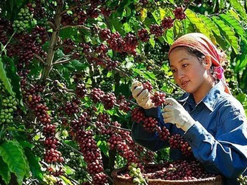 Giá nông sản 30/7: Cà phê tăng nhẹ, cao su biến động trái chiều