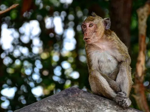 Xuất khẩu khỉ Việt Nam sang Trung Quốc