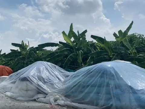 Tạm giữ hình sự đối tượng trộm 13 bao lông vịt