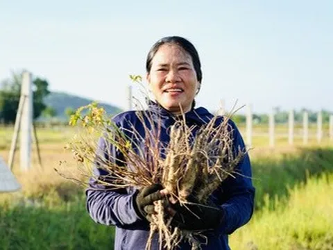 Hồi sinh vùng đất mỏ bạc màu thành "vựa thuốc quý"
