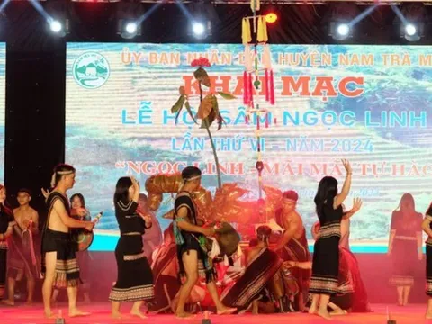 Quảng Nam: Phát triển thị trường sâm Ngọc Linh ra thế giới, gắn chặt bảo vệ rừng tự nhiên