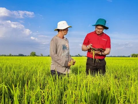 Agribank cung ứng vốn tín dụng phát triển 1 triệu héc-ta lúa chất lượng cao